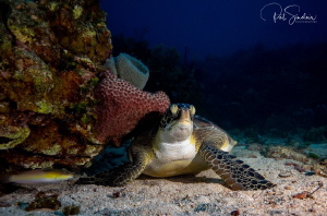 Green Sea Turtle by Patricia Sinclair 